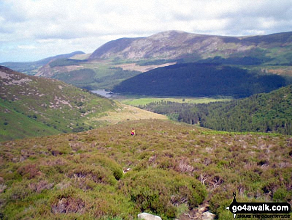 Climbing the ridge between Sliver Cove Beck and Deep Gill with Ennerdale Water, Great Borne and Starling Dodd beyond