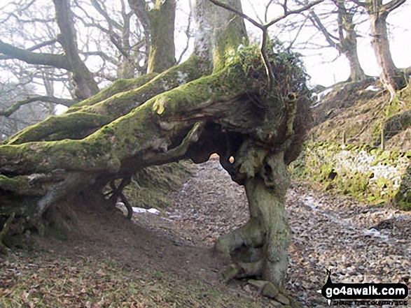 Walk c314 Whernside from Dent - Unusual tree on the track beside Flinter Gill near Dent