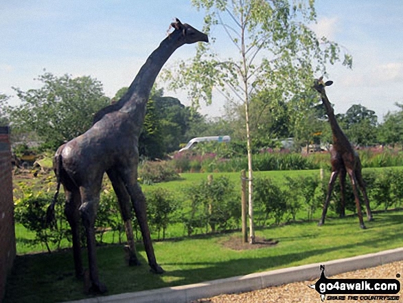 'Giraffes' outside the entrance to Willot Nurseries