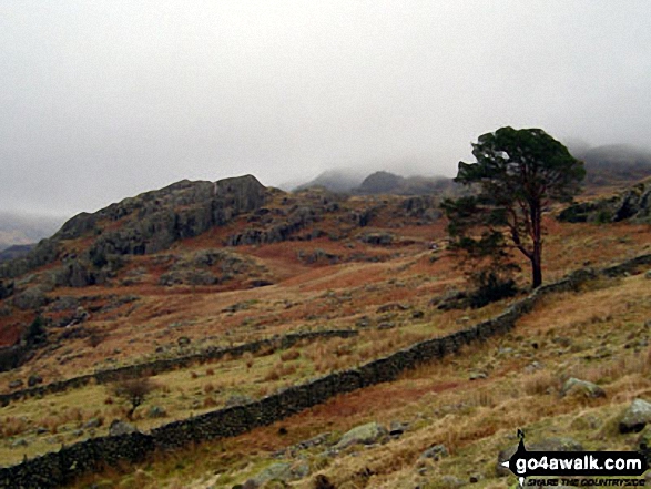 Lone Tree near Long Houses, Seathwaite, Duddon Valley