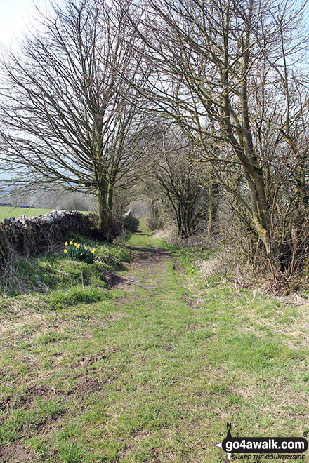 Walk d329 Pilsbury Castle Hills and Carder Low from Hartington - The path along Madge Dale