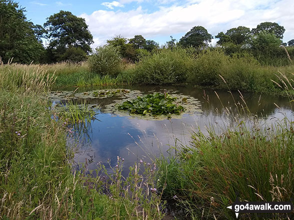 Walk ch141 Siddington Heath from Redes Mere - Small pool on Siddington Heath