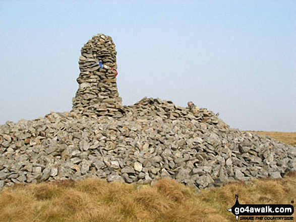 Currick on Tindale Fells