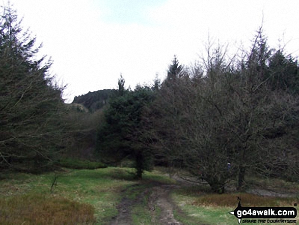 In Macclesfield Forest