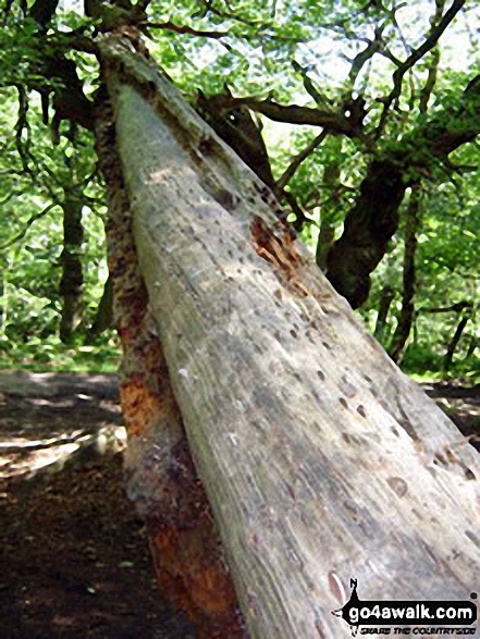 Walk d261 Totley Moor from Longshaw Country Park - Money Tree! - Burbage Woods, Longshaw Country Park