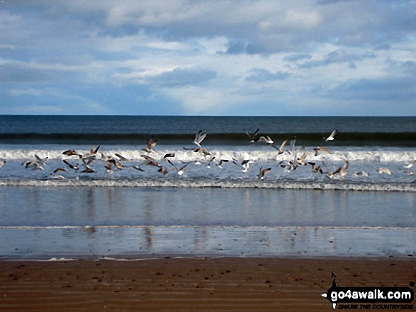 Sea gulls at Lunan Bay