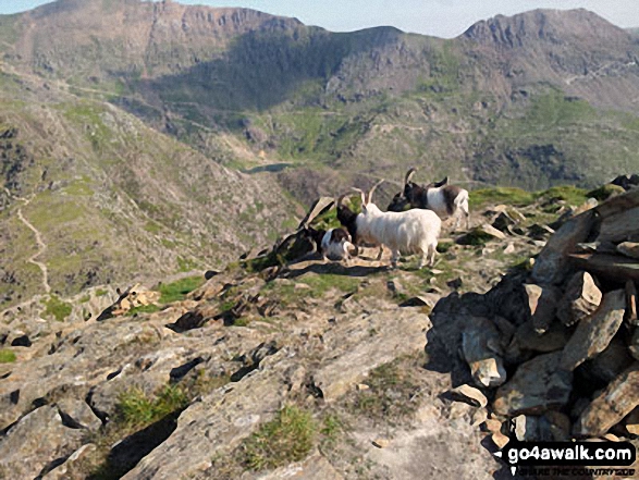 Goats on the summit of Y Lliwedd with Garnedd Ugain (Crib y Ddysgl) (left) and Crib Goch (right) in the distance