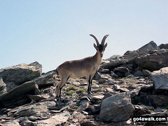 Goat on Cerro Boto