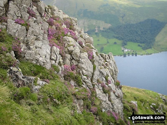 Blooming Heather on Yewbarrow with Wast Water below