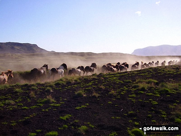 Wild horses encountered as we walked to base camp