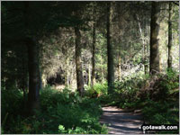 Fungal threat to Lake District woodlands