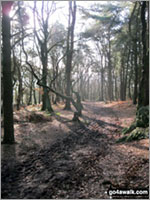 Phytophthora - the plant destroyer threatening our forests, woodlands and heathland