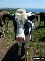 How to stay safe when walking and hiking through fields of cows