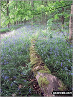 Bluebell Haze coming late this year