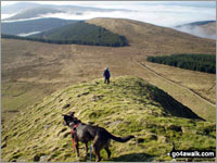 Walking with your dog in national parks during Spring and early Summer