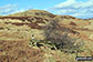 Hugh's Laithes Pike from Naddle Forest