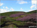 Heather on The Cheviot