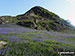 Rannerdale Knotts surrounded by a carpet of bluebells