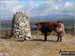 Cow on Lord's Seat (Whitbarrow Scar) summit