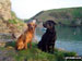 My walking companions (Morgan  the black labrador and Tali  the fox red labrador) at Abercastle