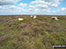 Featherbed Moss (Howden Edge) summit stones