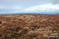 The grassy unmarked summit of Hazelgill Knott