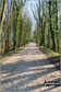 Walking through Weathermore Copse on a lovely spring day