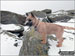 My Cairn Terrier 'Jessie' on atop Glyder Fawr in the snow