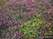 Heather in bloom on The Pembrokeshire Coast Path