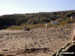 Wild horses on Llanddwyn Island